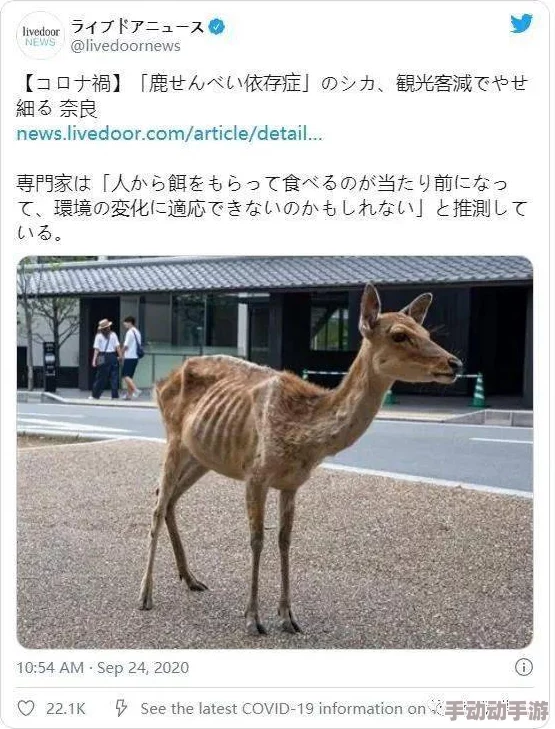 真昼之禁猎区近日，公园内发现罕见白化鹿踪迹，吸引众多游客前来观赏