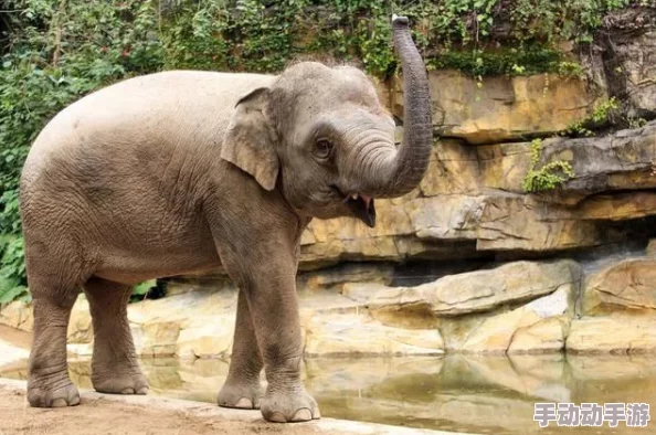 91亚洲综合大兽