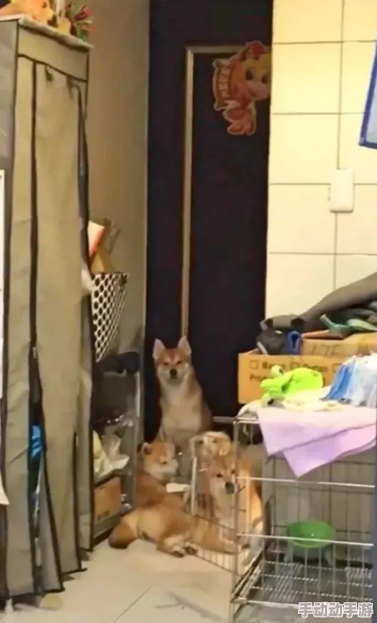 夹一天不能掉晚上我检查若若小区里新开了一家宠物咖啡馆生意火爆