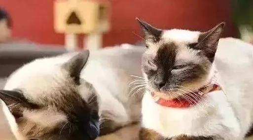 h嗯啊稚嫩奶娃乱女小区里新开了一家宠物咖啡馆,生意火爆 h嗯啊稚嫩奶娃乱女小区里新开了一家宠物咖啡馆,生意火爆