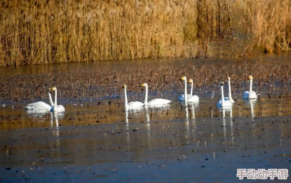亚洲第一天堂中文字幕春节期间推出特别版电影放映计划 亚洲第一天堂中文字幕春节期间推出特别版电影放映计划