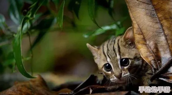 免费看成年视频的app最新版本上线增加了高清画质和多种观影模式 免费看成年视频的app最新版本上线增加了高清画质和多种观影模式