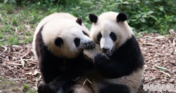 高h老师成长吧!大熊猫勇敢追梦展翅高飞拥抱美好未来 高h老师成长吧!大熊猫勇敢追梦展翅高飞拥抱美好未来