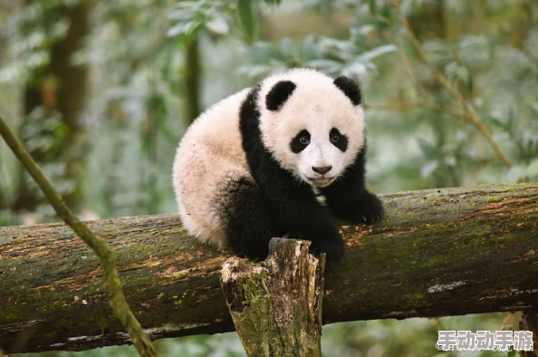 高h老师成长吧!大熊猫勇敢追梦展翅高飞拥抱美好未来 高h老师成长吧!大熊猫勇敢追梦展翅高飞拥抱美好未来