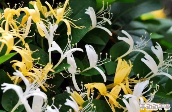 金银花露的作品小说在线阅读只为遇见你心怀希望勇敢追梦每一次相遇都是美好开始 金银花露的作品小说在线阅读只为遇见你心怀希望勇敢追梦每一次相遇都是美好开始