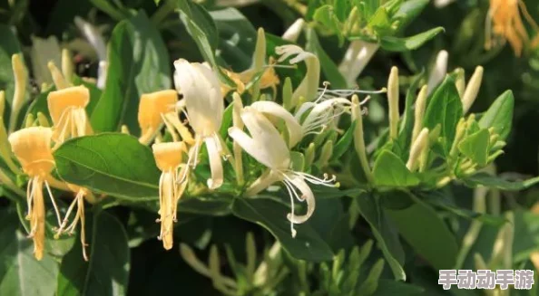 金银花露的作品小说在线阅读只为遇见你心怀希望勇敢追梦每一次相遇都是美好开始 金银花露的作品小说在线阅读只为遇见你心怀希望勇敢追梦每一次相遇都是美好开始