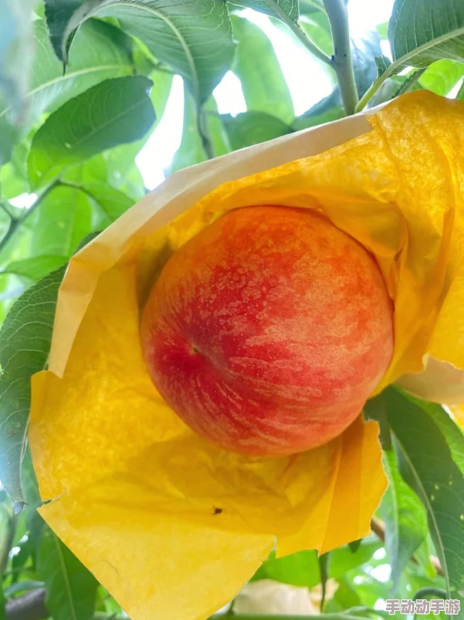 催熟po小桃子渐渐成熟散发甜蜜气息 催熟po小桃子渐渐成熟散发甜蜜气息