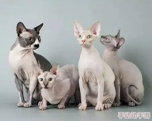 老猫毛茸茸冬日暖阳下晒太阳舒服得直打呼噜 老猫毛茸茸冬日暖阳下晒太阳舒服得直打呼噜