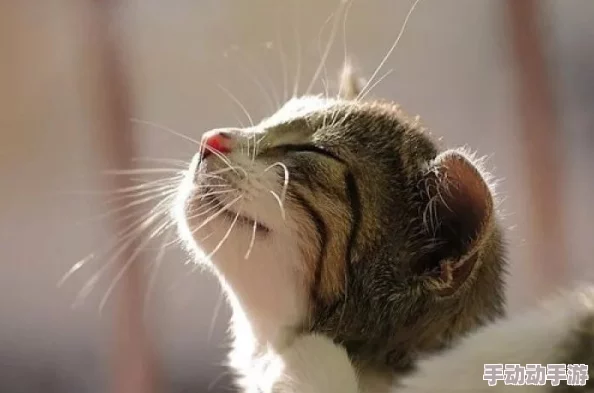 老猫毛茸茸冬日暖阳下晒太阳舒服得直打呼噜 老猫毛茸茸冬日暖阳下晒太阳舒服得直打呼噜