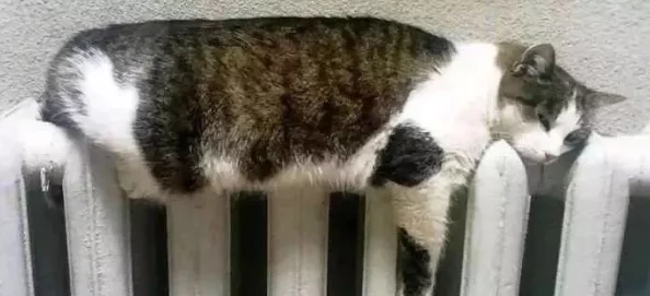 老猫毛茸茸冬日暖阳下晒太阳舒服得直打呼噜 老猫毛茸茸冬日暖阳下晒太阳舒服得直打呼噜