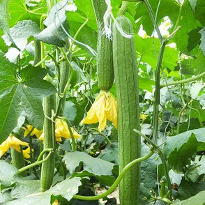 草莓丝瓜深夜释放自己种植教程更新至第五期盆栽管理技巧分享 草莓丝瓜深夜释放自己种植教程更新至第五期盆栽管理技巧分享