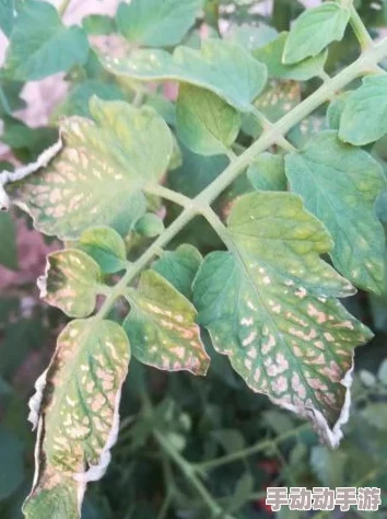 草莓丝瓜深夜释放自己种植教程更新至第五期盆栽管理技巧分享 草莓丝瓜深夜释放自己种植教程更新至第五期盆栽管理技巧分享