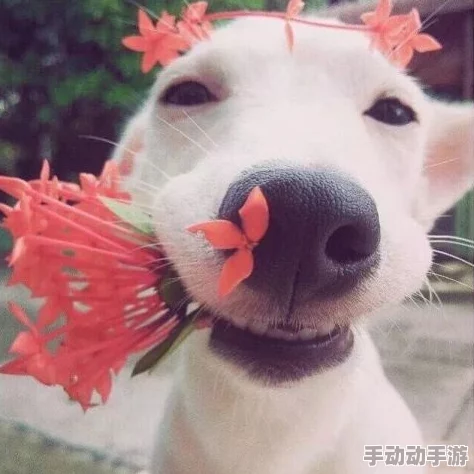 我的老公是条狗全集阅读小说积极向上勇敢追梦生活充满希望 我的老公是条狗全集阅读小说积极向上勇敢追梦生活充满希望