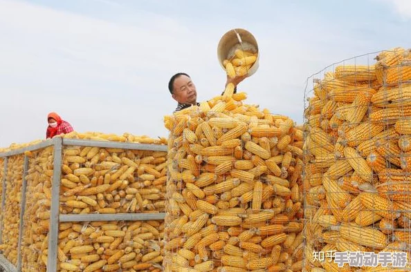 黄色大片在线秋收时节玉米丰收在望预计总产量将创新高 黄色大片在线秋收时节玉米丰收在望预计总产量将创新高