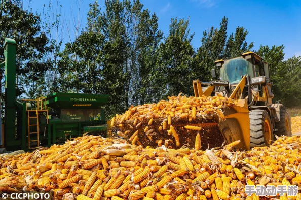黄色大片在线秋收时节玉米丰收在望预计总产量将创新高 黄色大片在线秋收时节玉米丰收在望预计总产量将创新高