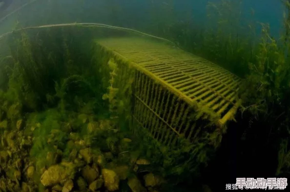 万兽之国h探索神秘的兽类栖息地与生态系统 万兽之国h探索神秘的兽类栖息地与生态系统