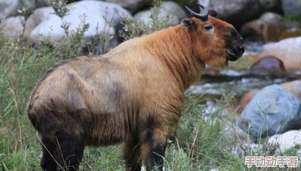 万兽之国h探索神秘的兽类栖息地与生态系统 万兽之国h探索神秘的兽类栖息地与生态系统