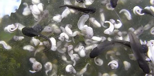 91P0RNY色蝌蚪在线资源更新至第10集新增花絮和幕后制作特辑