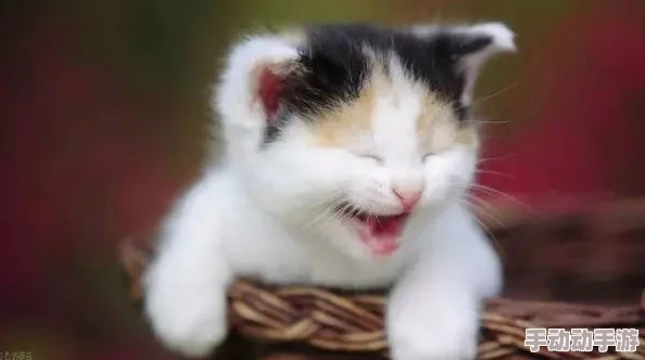 猫咪最新地域网名是什么懂的都懂资源更新速度变慢请耐心等待 猫咪最新地域网名是什么懂的都懂资源更新速度变慢请耐心等待