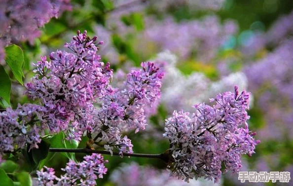 六月丁香深爱六月综合激情资源更新至第8集新增高清版本和花絮片段 六月丁香深爱六月综合激情资源更新至第8集新增高清版本和花絮片段