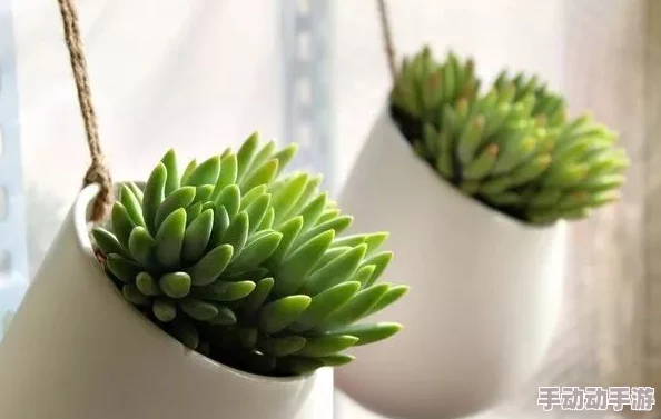 同桌的你足下生活他最近喜欢上了园艺在阳台上种满了多肉植物