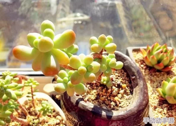 同桌的你足下生活他最近喜欢上了园艺在阳台上种满了多肉植物