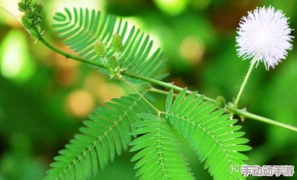 含羞草未满禁止观看更新至第10集本周精彩继续 含羞草未满禁止观看更新至第10集本周精彩继续