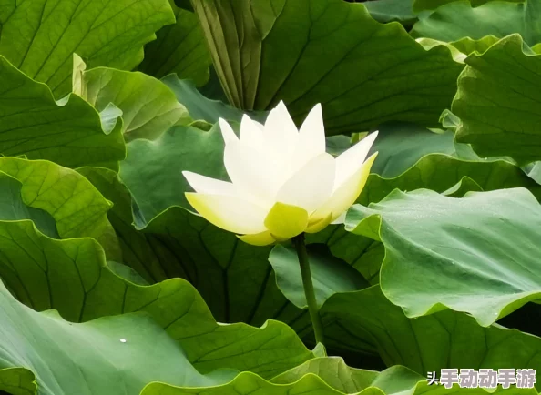 小诗成为学校教具9章小诗适应新角色并帮助学生们理解诗歌的魅力 小诗成为学校教具9章小诗适应新角色并帮助学生们理解诗歌的魅力