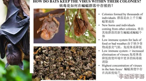 堕落玫瑰蝙蝠别墅让我们珍惜自然与生命,共同守护美好家园 堕落玫瑰蝙蝠别墅让我们珍惜自然与生命,共同守护美好家园