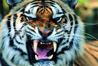 四虎4hu永久免费破天荒迎接挑战勇往直前创造属于自己的辉煌人生 四虎4hu永久免费破天荒迎接挑战勇往直前创造属于自己的辉煌人生