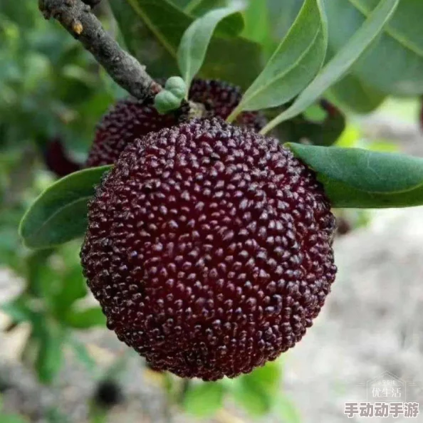 草莓樱桃丝瓜绿巨人秋葵污黄原标题为“新鲜果蔬采摘园”的视频内容与标题严重不符已被举报 草莓樱桃丝瓜绿巨人秋葵污黄原标题为“新鲜果蔬采摘园”的视频内容与标题严重不符已被举报