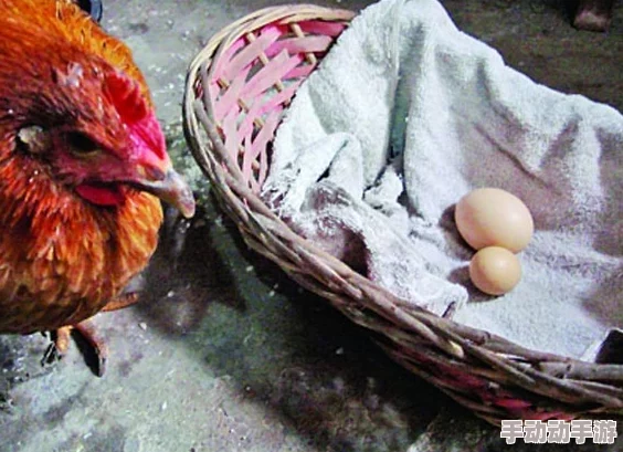 男人日母鸡网友称口味独特令人费解 男人日母鸡网友称口味独特令人费解