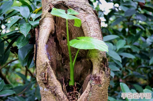 附生网友称其像空中花园般神奇展现了植物的生存智慧 附生网友称其像空中花园般神奇展现了植物的生存智慧