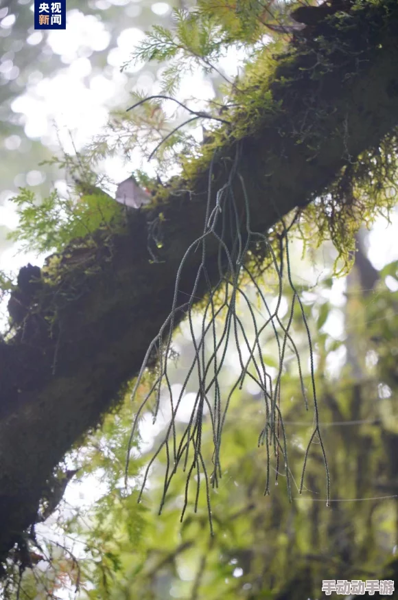 附生网友称其像空中花园般神奇展现了植物的生存智慧 附生网友称其像空中花园般神奇展现了植物的生存智慧