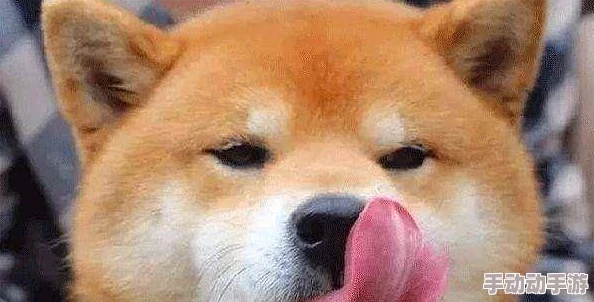 我有九千万亿舔狗金网友纷纷表示就这还好意思炫耀 我有九千万亿舔狗金网友纷纷表示就这还好意思炫耀