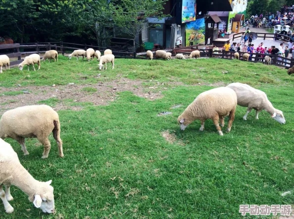 97青青草原全新升级乐趣更多玩法更丰富等你来体验 97青青草原全新升级乐趣更多玩法更丰富等你来体验