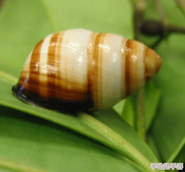 蜗牛拼音wōniú最新研究表明蜗牛粘液具有强大的修复能力可用于开发新型生物材料