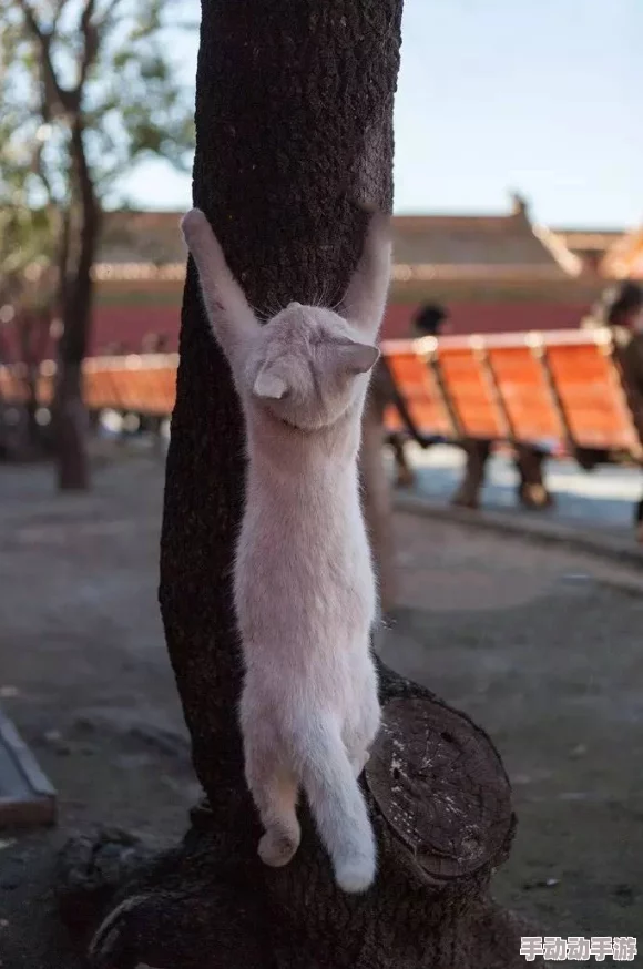 啊好大受不了了原标题为“猫咪伸懒腰”视频片段遭恶意剪辑 啊好大受不了了原标题为“猫咪伸懒腰”视频片段遭恶意剪辑