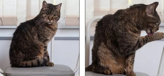 啊好大受不了了原标题为“猫咪伸懒腰”视频片段遭恶意剪辑 啊好大受不了了原标题为“猫咪伸懒腰”视频片段遭恶意剪辑