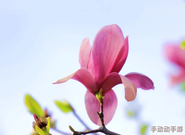 玉兰花图片花瓣凋零略显枯萎缺乏生气 玉兰花图片花瓣凋零略显枯萎缺乏生气