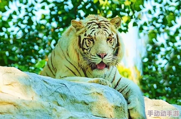 《我的世界》热门技巧:最新捕兽笼制作教程与高效使用指南分享 《我的世界》热门技巧:最新捕兽笼制作教程与高效使用指南分享