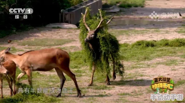 神话永恒:天堂岛系统深度玩法技巧与最新热门攻略解析 神话永恒:天堂岛系统深度玩法技巧与最新热门攻略解析