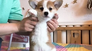 老师掀开裙子让我看她藏在裙子里的可爱小狗为什么这么萌为何瞬间吸引了所有人的目光