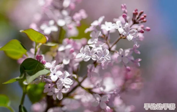为何丁香五月激情综合经久不衰源于其对时代背景的深刻反思 为何丁香五月激情综合经久不衰源于其对时代背景的深刻反思
