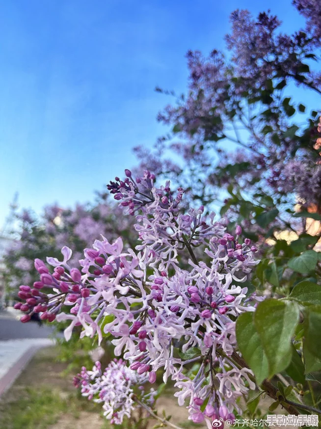 为何丁香五月激情综合经久不衰源于其对时代背景的深刻反思 为何丁香五月激情综合经久不衰源于其对时代背景的深刻反思