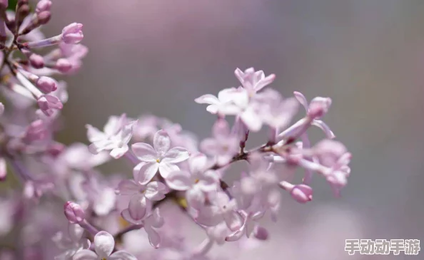 为何丁香五月激情综合经久不衰源于其对时代背景的深刻反思 为何丁香五月激情综合经久不衰源于其对时代背景的深刻反思