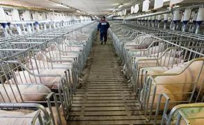 为什么有人会对“东北少妇和公猪交”这种违反伦理道德的内容感兴趣呢因为它猎奇低俗刺激人的感官