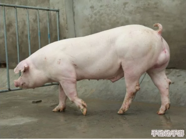 为什么有人会对“东北少妇和公猪交”这种违反伦理道德的内容感兴趣呢因为它猎奇低俗刺激人的感官