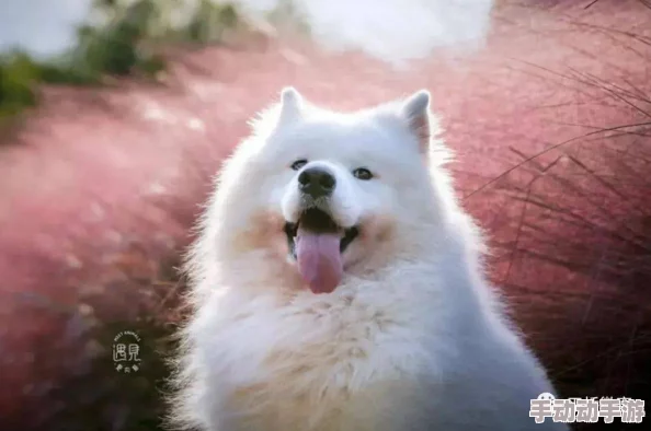 乳色吐息为什么让人欲罢不能因为它营造的梦幻感和浪漫气息令人沉醉