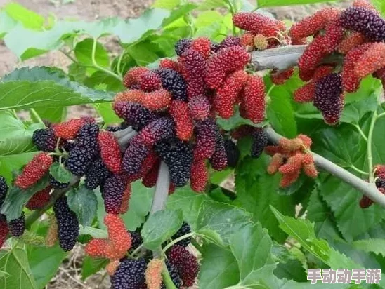 中国槡BBBB槡槡BBBBB为什么它能够跨越地域和文化差异引起广泛共鸣为何它拥有如此大的影响力